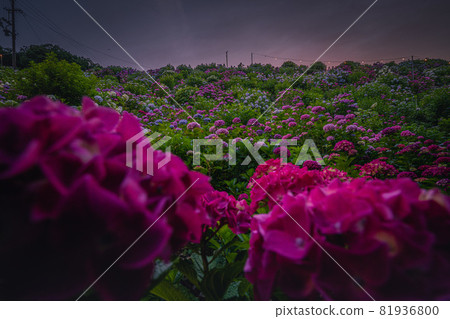 hydrangea   81936800