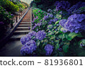 hydrangea   81936801