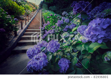 hydrangea   81936801