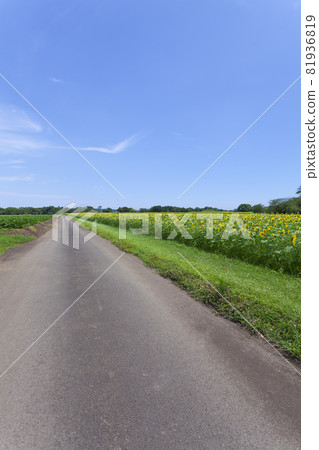 Scenery with sunflower 81936819