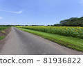 Scenery with sunflower 81936822