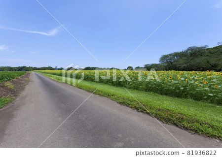 Scenery with sunflower 81936822
