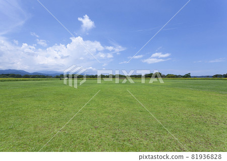 Landscape of lawn and sunflower 81936828
