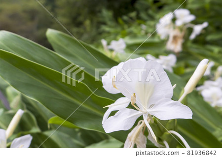 Up white Hanashukusha (ginger) flowers Up white Hanashukusha (ginger) flowers 81936842