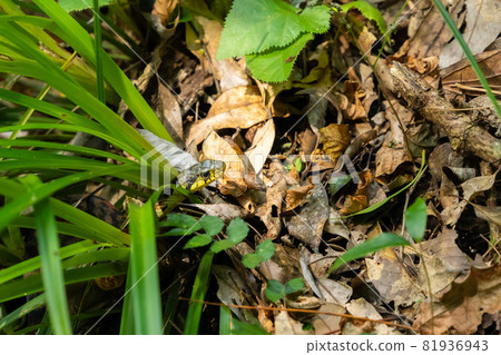 虎斑頸槽蛇 81936943