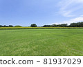Landscape of lawn and sunflower 81937029