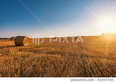 Straw bales stacked in a field at summer time in sunset 81937160
