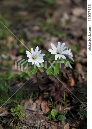 Azumaichige 81937188