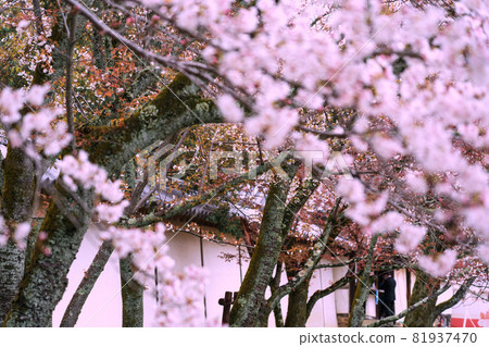 拍攝京都伏見區大悟寺的櫻花 81937470