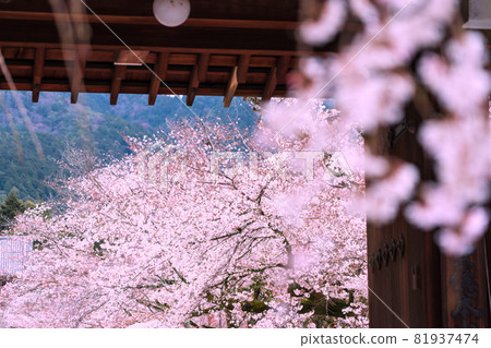 拍攝京都伏見區大悟寺的櫻花 81937474