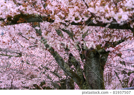 Photographing the cherry blossoms at Daigoji Temple in Fushimi-ku, Kyoto 81937507