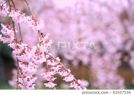 拍攝京都伏見區大悟寺的櫻花 拍攝京都伏見區大悟寺的櫻花 81937536
