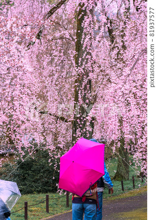 Photographing the cherry blossoms at Daigoji Temple in Fushimi-ku, Kyoto 81937577