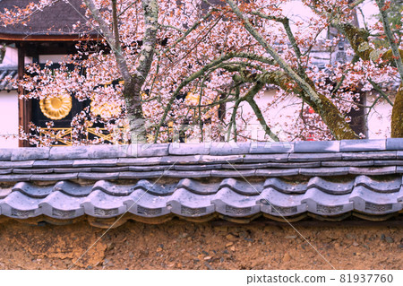 拍攝京都伏見區大悟寺的櫻花 拍攝京都伏見區大悟寺的櫻花 81937760