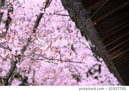 Photographing the cherry blossoms at Daigoji Temple in Fushimi-ku, Kyoto Photographing the cherry blossoms at Daigoji Temple in Fushimi-ku, Kyoto 81937780