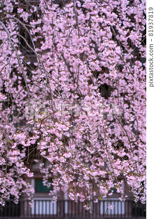 拍攝京都伏見區大悟寺的櫻花 81937819