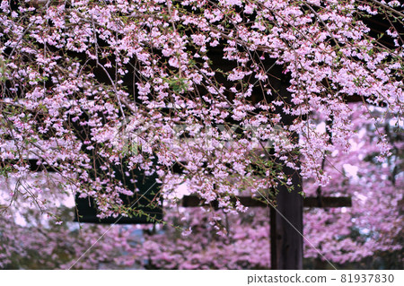 拍攝京都伏見區大悟寺的櫻花 81937830
