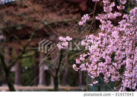 拍攝京都伏見區大悟寺的櫻花 81937843