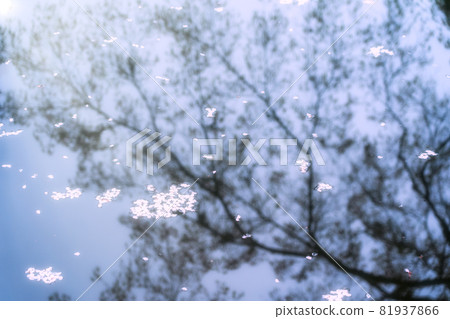 Photographing the cherry blossoms at Daigoji Temple in Fushimi-ku, Kyoto Photographing the cherry blossoms at Daigoji Temple in Fushimi-ku, Kyoto 81937866
