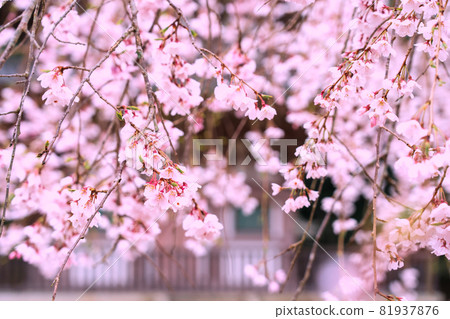 拍攝京都伏見區大悟寺的櫻花 拍攝京都伏見區大悟寺的櫻花 81937876