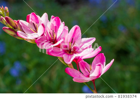 Ixia flowers blooming in the garden Ixia Ixia flowers blooming in the garden Ixia 81938374