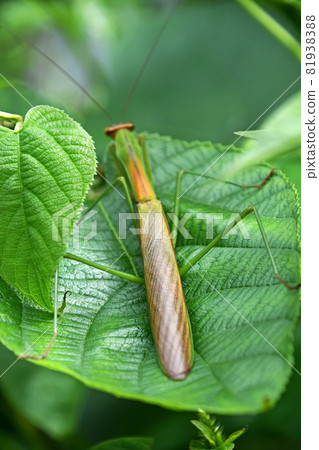 Male mantis Male mantis 81938388