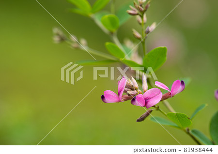 Close-up of Hagi flowers 81938444