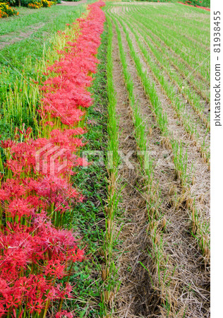 A view of cluster amaryllis blooming on the ridge of a rice field after harvesting rice A view of cluster amaryllis blooming on the ridge of a rice field after harvesting rice 81938455