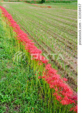 A view of cluster amaryllis blooming on the ridge of a rice field after harvesting rice A view of cluster amaryllis blooming on the ridge of a rice field after harvesting rice 81938457