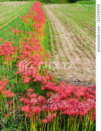 A view of cluster amaryllis blooming on the ridge of a rice field after harvesting rice A view of cluster amaryllis blooming on the ridge of a rice field after harvesting rice 81938458