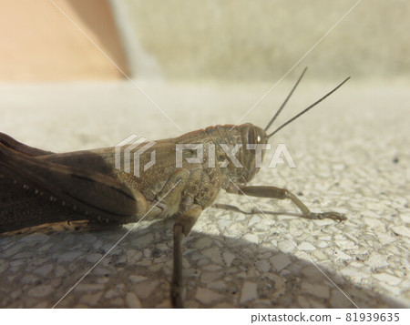 Grasshopper Grasshopper 81939635