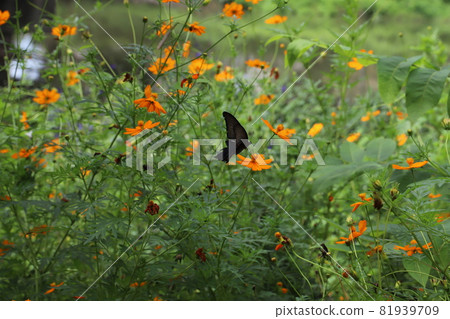 Spangle perching on Kibana cosmos blooming in the field in early autumn Spangle perching on Kibana cosmos blooming in the field in early autumn 81939709