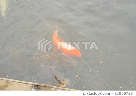 Carp swimming in the pond 81939786