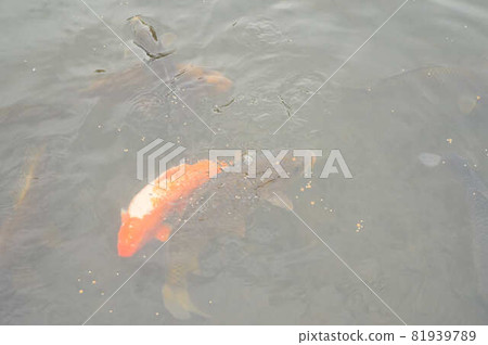 Carp swimming in the pond 81939789