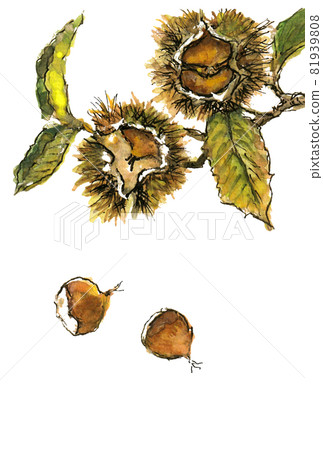 秋味插畫【山栗】明信片模板 81939808