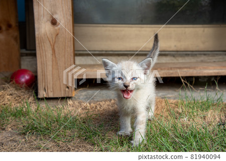 Cat Cat 81940094