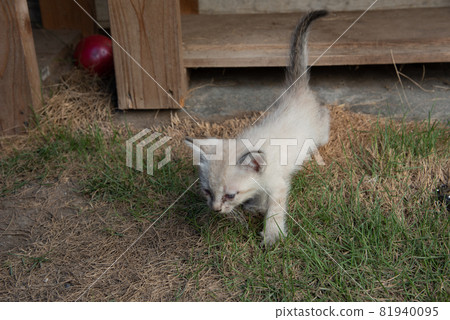 Cat  81940095