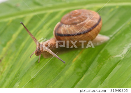 Snail on a banana leaf Snail on a banana leaf 81940805