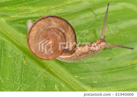 Snail on a banana leaf Snail on a banana leaf 81940806