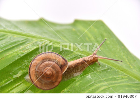 Snail on a banana leaf Snail on a banana leaf 81940807