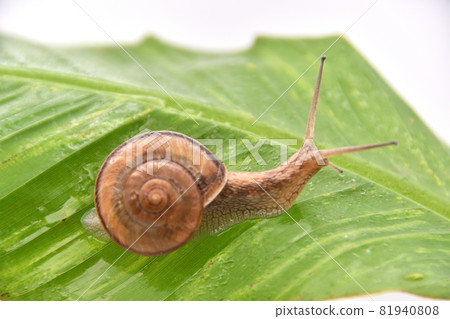 Snail on a banana leaf 81940808