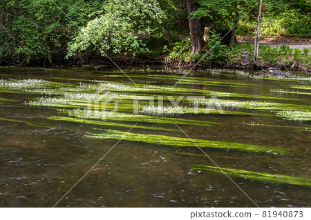 Flowering plant of the river water-crowfoot, Ranunculus fluitans at Leutstetten, Bavaria in Germany 81940873