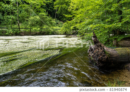 Flowering plant of the river water-crowfoot, Ranunculus fluitans at Leutstetten, Bavaria in Germany 81940874