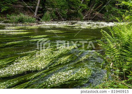 Flowering plant of the river water-crowfoot, Ranunculus fluitans at Leutstetten, Bavaria in Germany 81940915