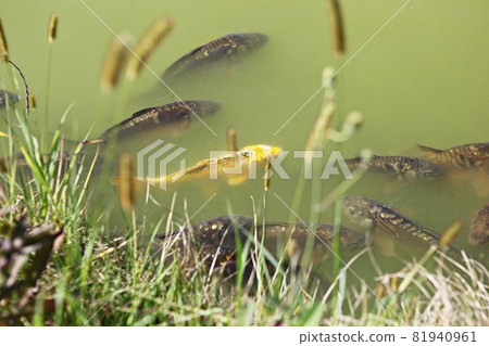 鯉魚 鯉魚 81940961