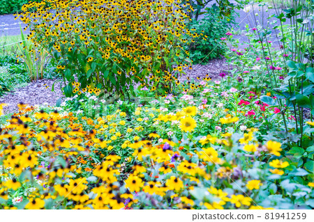 金光菊盛開的花壇 金光菊盛開的花壇 81941259