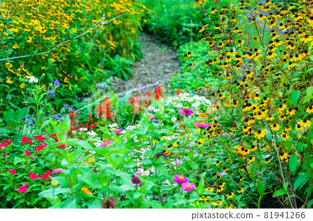 Flowerbed where rudbeckia blooms Flowerbed where rudbeckia blooms 81941266