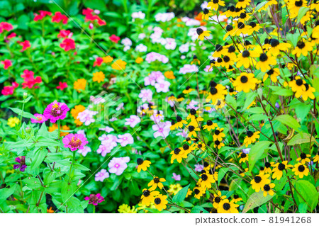 Flowerbed where rudbeckia blooms Flowerbed where rudbeckia blooms 81941268