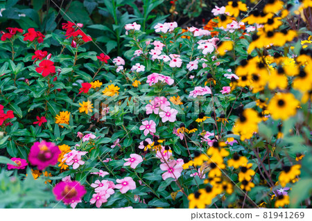 Flowerbed where rudbeckia blooms Flowerbed where rudbeckia blooms 81941269