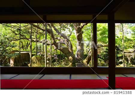 清晨在京都大原清新的綠色中參觀寶泉院五日松 81941388